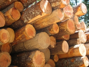 Anderson Logging Tour August 2013