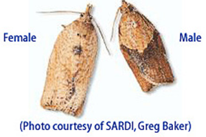 sardi