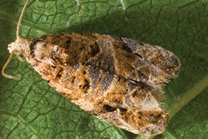 moth