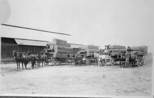 Four Wagon Loads of Hops at the RR depot in Ukiah where the Holtz Company is today. L-R are Howard and Dick Brooks Fred Mayfield and Herbert Pickle.